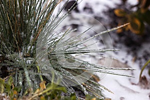 The green grass froze from the freezing rain. Plant leaves in ice, background