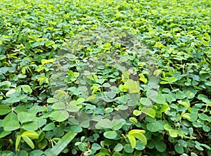 green grass at garden