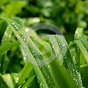 Green grass in the garden