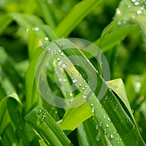 Green grass in the garden