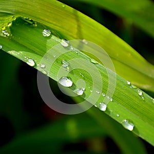 Green grass in the garden