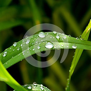 Green grass in the garden