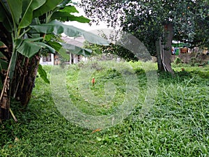 Green Grass In The Garden, Jakarta, Indonesia - 2021