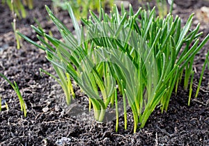 Green grass germination