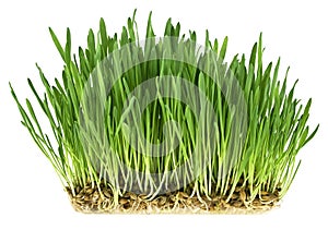 Green grass germination from wheat grains with roots. Image on a white background