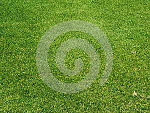 Green grass on a golf course