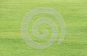 Green grass in golf course