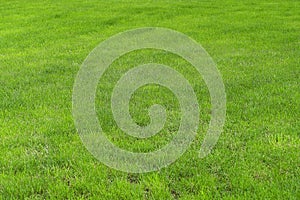 Green grass on the golf course. Background from fresh green grass, sports field for football, golf, field hockey, American