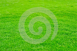 Green Grass in golf filed