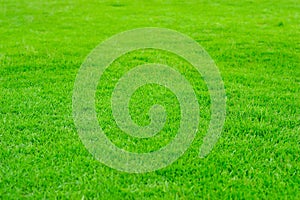 Green Grass in golf filed photo