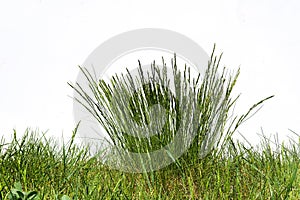 Green grass and grass bush on white background. Front view