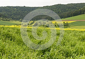 Green grass in green countryside, Baden Wuttenberg, Germany