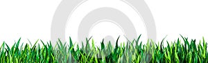 Green grass. Green grass isolated on white. fresh green grass large panorama banner as frame border. Perfect juicy grass wide long