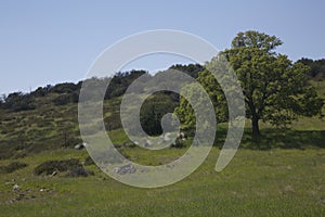 Los Padres National Forest Figueroa Mountain photo