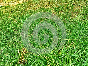 Green Grass Ground Texture