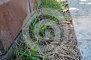 Green grass grow on soil in house backyard