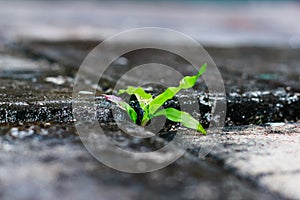 Green grass growing through crack