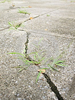 Green grass growing from crack in old asphalt pavement