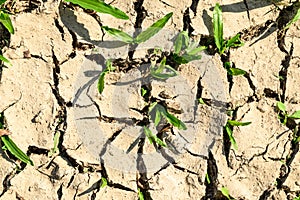 Green grass growing in cracked soil