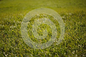 Green grass growing in a hayfield