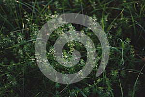 Green grass growing in a hayfield