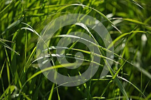 Green grass growing in a hayfield