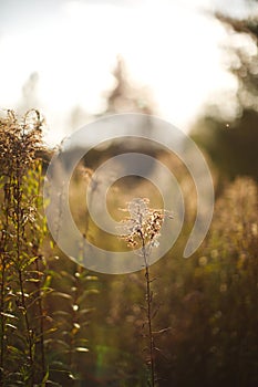 Green grass growing in a hayfield