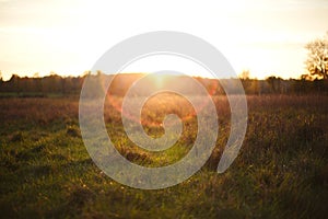 Green grass growing in a hayfield