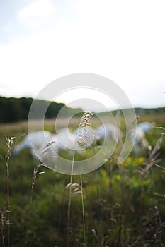 Green grass growing in a hayfield