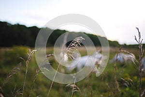 Green grass growing in a hayfield