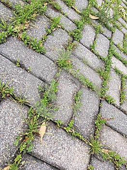 Green Grass Growing Between Paver Stones