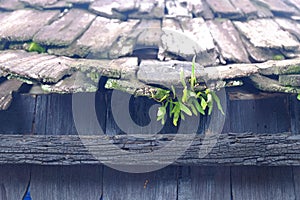 Green grass growing in the roof of a house made of wood.