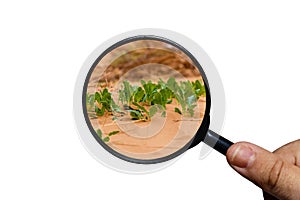 Green grass growing through sand