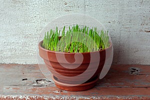 Green grass grows in a ceramic flower pot. Growing cat grass at home balcony. Oat grass plant in terracotta pot close up