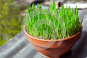 Green grass grows in a ceramic flower pot. Growing cat grass at home balcony. Oat grass plant in terracotta pot close up