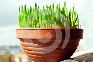 Green grass grows in a ceramic flower pot. Growing cat grass at home balcony. Oat grass plant in terracotta pot close up