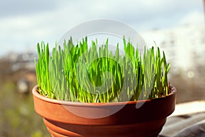 Green grass grows in a ceramic flower pot. Growing cat grass at home balcony. Oat grass plant in terracotta pot close up