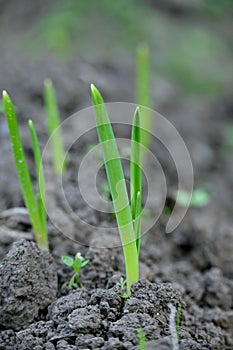 green grass grows from the dirt and leaves in an arid field