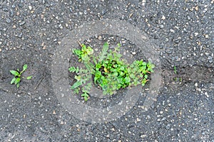 Green grass grows in grey asphalt texture background.