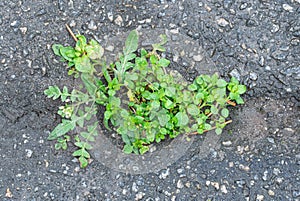 Green grass grows in grey asphalt texture background.