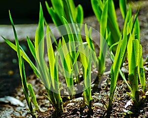 green grass grows from the ground