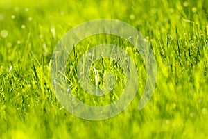 Green grass grows in spring background image