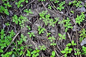 green grass grows through tree branches lying on the ground