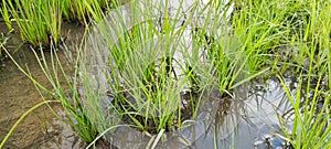 green grass that grows in water. standing water on the side of the road. nature background