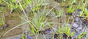green grass that grows in water. standing water on the side of the road. nature background
