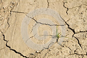 Green grass growth on arid area