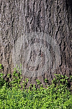 Green grass on grunge tree background photo