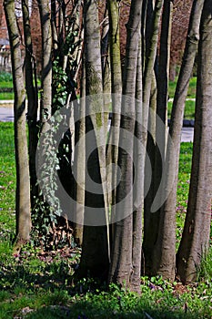 Green grass on grunge tree backgroundn texture, raw, wood photo