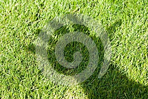 Green Grass and hand shadow