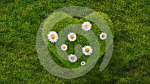 Green grass in heart shape with daisy flowers, concept of environment and sustainability